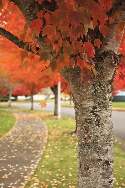 USA, Oregon, Keizer, fall color along a neighborhood road