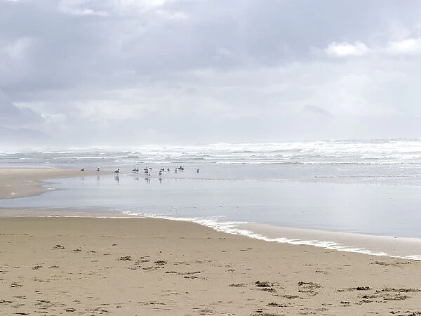 USA, Oregon, Manzanita. Seagulls on ocean shore