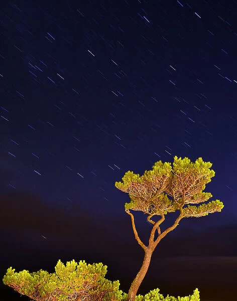 USA, Oregon, Oceanside. Pine tree against star trails