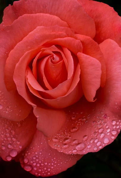 USA, Oregon. Orange Rose with Rain Drops. Credit as: Jean Carter  /  Jaynes Gallery  /  DanitaDelimont