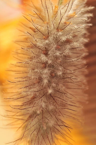 USA, Oregon, Portland. Close-up of rabbit s-foot clover seed