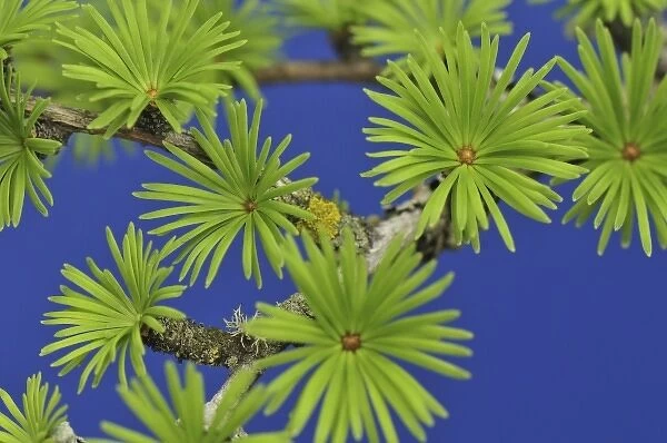 USA, Oregon, Portland. Close-up of young tamarack tree needles