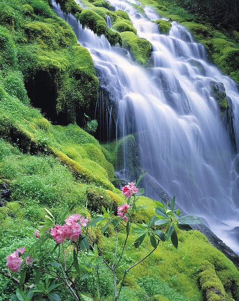 USA, Oregon, Proxy Falls. Pink rhododendron adorn Proxy Falls in the Cascades Range