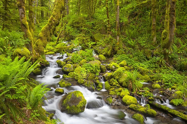 USA, Oregon. Ruckle Creek in springtime, in the Columbia Gorge, Oregon
