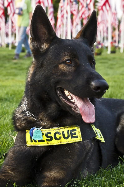 USA, Oregon, Salem, rescue dog, Alsatian, taking part in 9  /  11 tenth anniversary activities