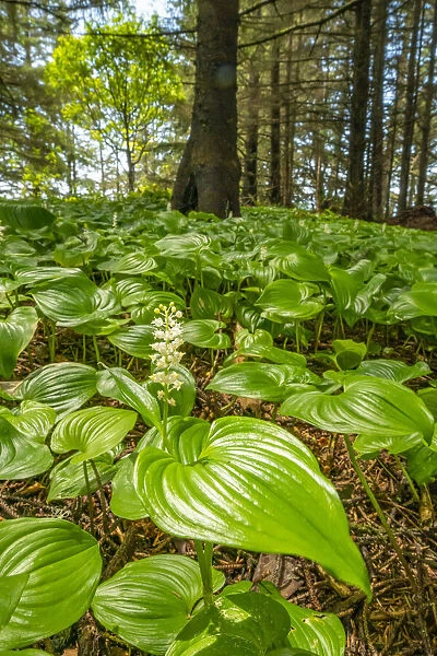 USA, Oregon, Samuel H. Boardman State Scenic Corridor. False lily of the valley plants in forest
