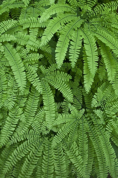 USA, Oregon, Silverton. Maidenhair ferns in Silver Falls State Park