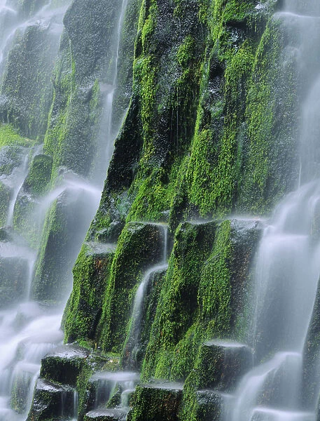 USA, Oregon, Three Sisters Wilderness. Close-up of Proxy Falls