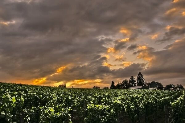 USA, Oregon, vineyard