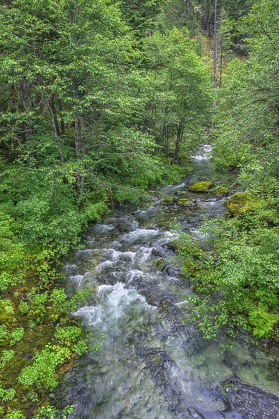USA, Oregon, Willamette National Forest, Opal Creek Scenic Recreation Area, Battle