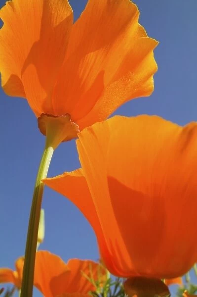USA, Oregon, Willamette Valley, Close UP of California Poppy With Blue Sky