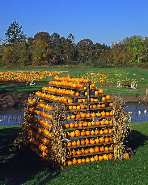 USA, Oregon, Willamette Valley. House made of pumpkins at a farm