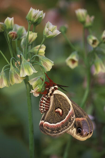 USA, Pennsylvania. Cecropia moth on allium flowers