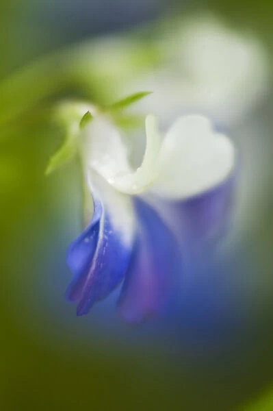USA, Pennsylvania, Cedar Creek. Close-up abstract of blue-eyed Mary wildflower. Credit as