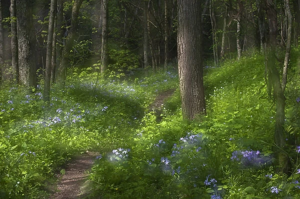 USA, Pennsylvania, Cedar Creek. Double-exposure of scenic with trail through blue phlox wildflowers