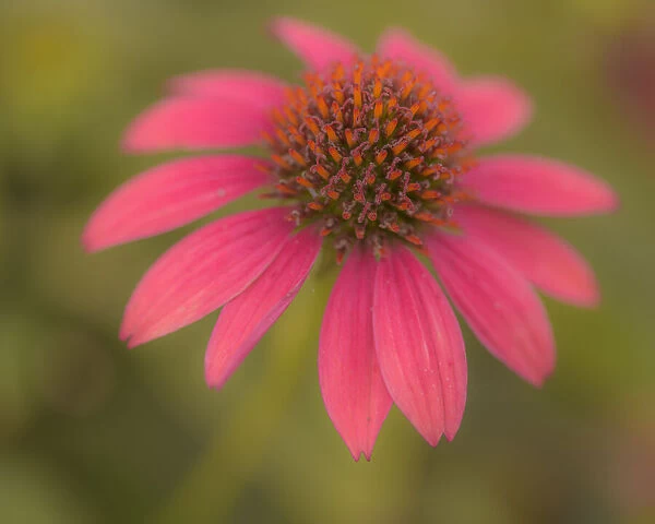 USA, Pennsylvania, Longwood Gardens. Cornflower close-up