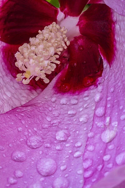 USA, Pennsylvania, Longwood Gardens. Hibiscus flower interior