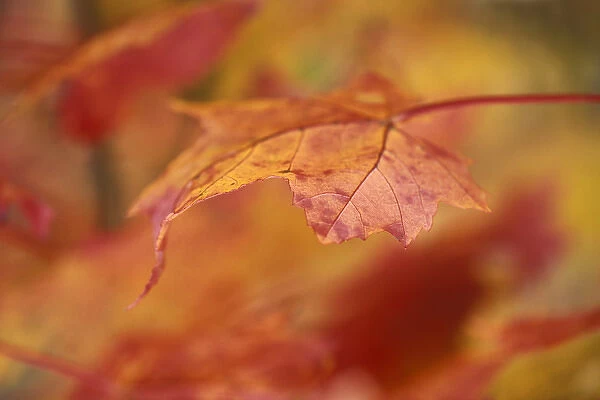 USA, Pennsylvania. Maple leaf in autumn color