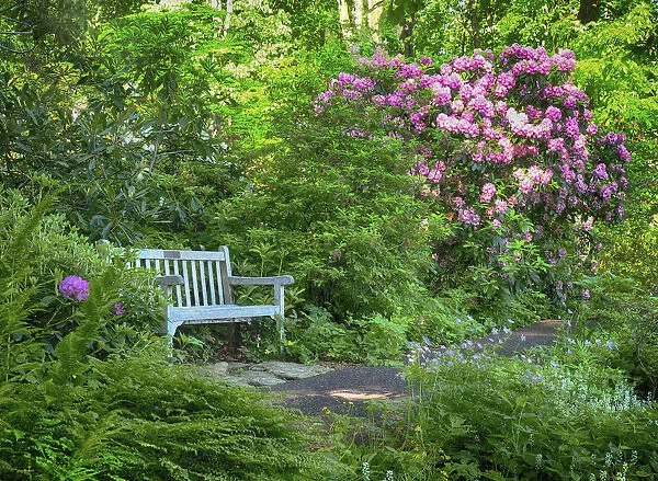 USA, Pennsylvania. Rhododendron and bench in a park setting