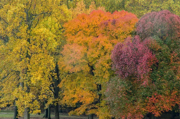 USA, Pennsylvania, Valley Forge National Park. Sunrise on trees in autumn colors