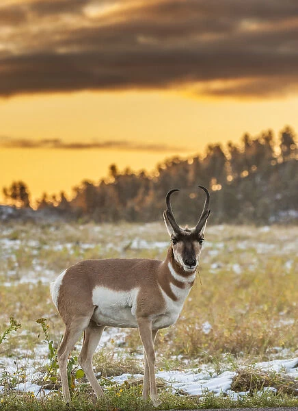 USA, South Dakota, Custer State Park. Pronghorn antelope at sunrise