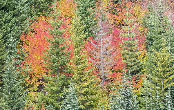 USA, Stampede Pass, Washington State, Cascade Mountains with reds of Vine Maple trees
