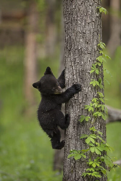 USA, Tennessee. Black bear cub climbing tree
