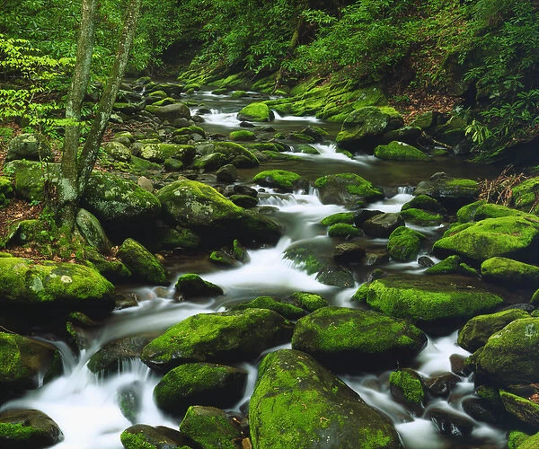 USA, Tennessee, A moss covered stream in The Great Smoky Mountains