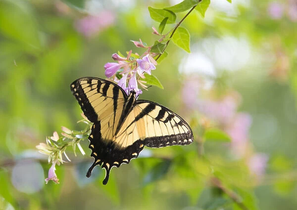USA, Tennessee. Tiger Swallowtail gets nectar from glossy abelia flowers