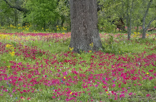 USA, Texas, DeWitt County. Field of flowers around oak tree