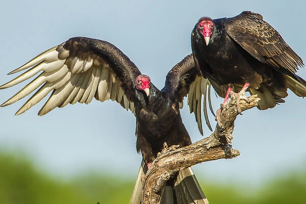 USA, Texas, Hidalgo County. Close-up of two turkey vultures on limb