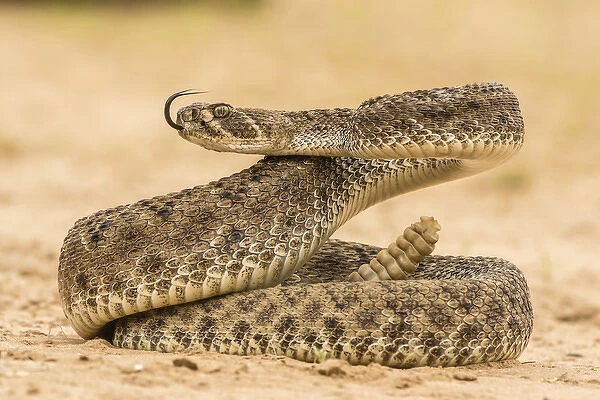 USA, Texas, Hidalgo County. Western diamondback rattlesnake coiled to strike. Credit as