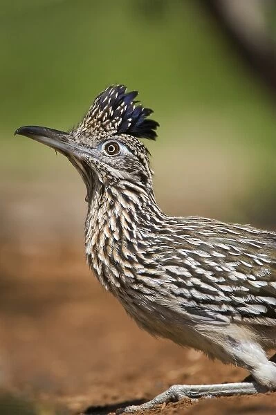 USA, Texas, Rio Grande Valley. Close-up of adult greater roadrunner bird