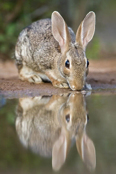 USA, Texas, Rio Grande Valley. Close-up of desert cottontail rabbit drinking at a small pond