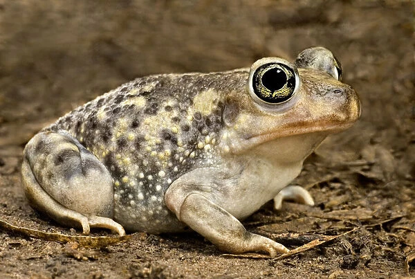 USA, Texas, Rio Grande Valley. Couchs spadefoot toad close-up