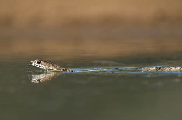 USA, Texas, Rio Grande Valley. Western coachwhip snake swims in a small pond. Credit as