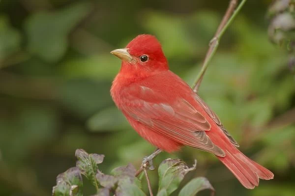 USA, Texas, South Padre Island. Close-up of male summer tanager perched on tree limb