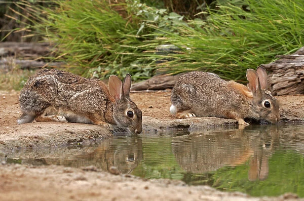 USA, Texas, Starr County. Pair of cottontail rabbits reflect in pond while drinking