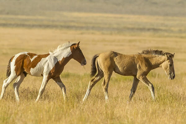 USA, Utah, Tooele County. Wild horse foals walking