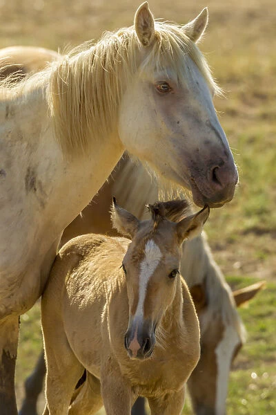USA, Utah, Tooele County. Wild horse mother and colt