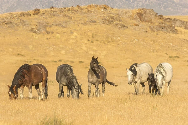 USA, Utah, Tooele County. Wild horses on plain