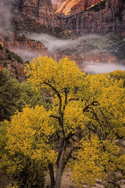 USA, Utah, Zion National Park. Foggy autumn landscape
