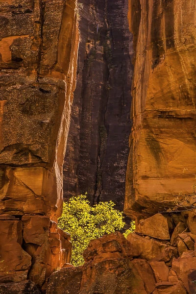 USA, Utah, Zion National Park. Tree and cliff