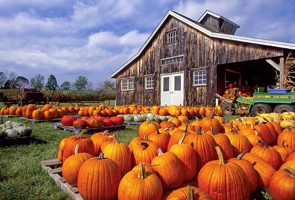 USA, Vermont, Shelbourne, Pumpkins