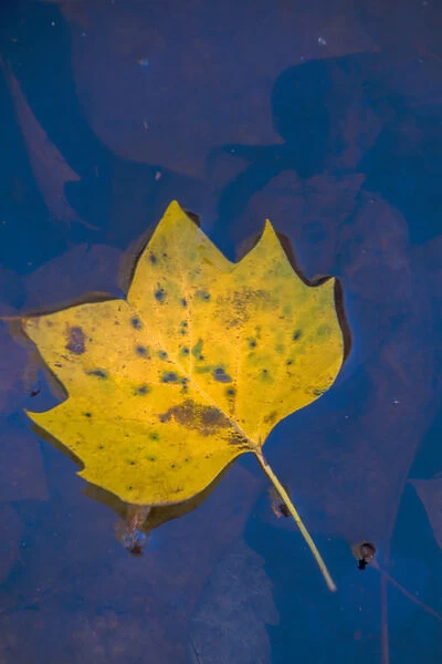USA, Virginia, McLean. Leaf in pond. Credit as: Jay O Brien  /  Jaynes Gallery  /  DanitaDelimont