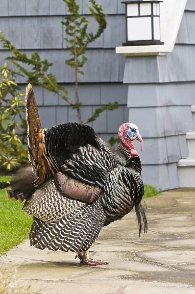 USA, WA, La Conner. Wild turkeys (Meleagris gallopavo) have established in the town
