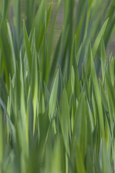 USA, Washington, Bainbridge Island. Cattails on pond in spring