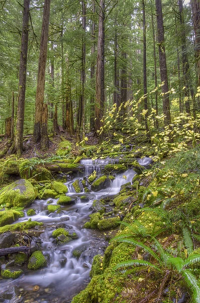 USA, Washington. Cascading stream in Olympia National Park