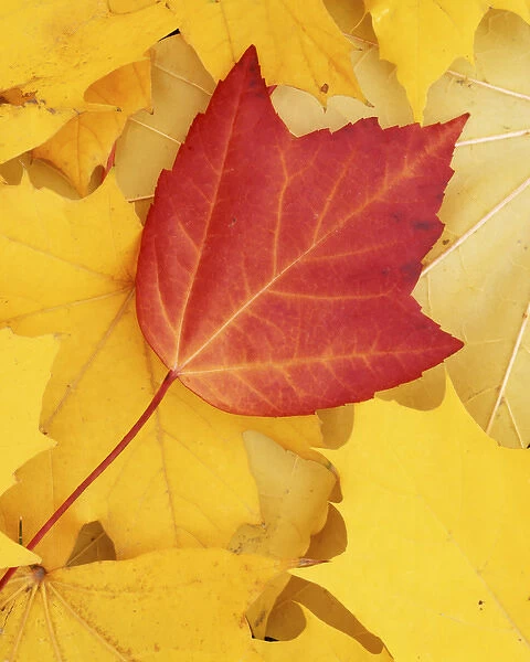 USA, Washington, Finch Arboretum, Red and Sugar Maple leaves