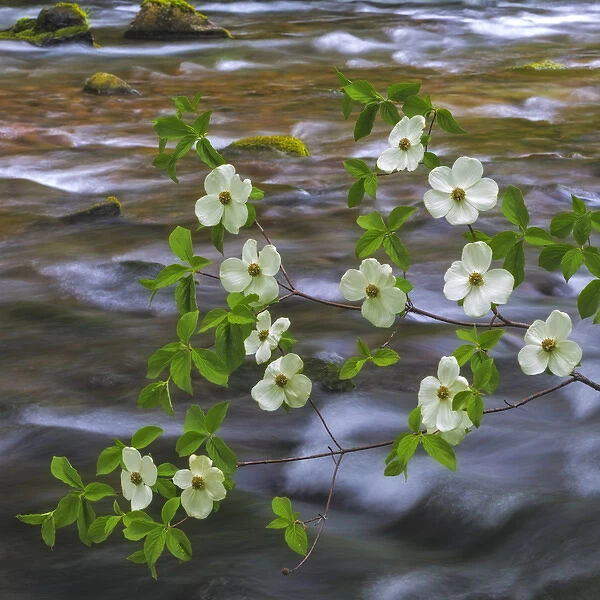USA, Washington, Gifford Pinchot National Forest. Pacific dogwood branch over Panther Creek